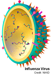 Model of Influenza Virus from NIH Model of Influenza Virus from NIH